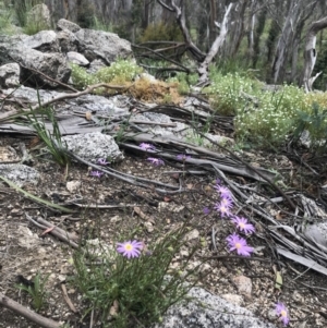 Calotis scabiosifolia var. integrifolia at Mount Clear, ACT - 16 Dec 2021 03:02 PM