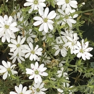 Stellaria pungens at Mount Clear, ACT - 16 Dec 2021 03:03 PM