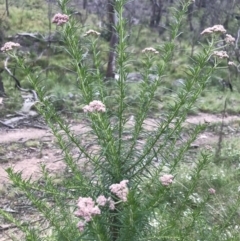 Cassinia aculeata subsp. aculeata at Mount Clear, ACT - 16 Dec 2021 03:04 PM