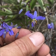 Dianella revoluta at Mount Clear, ACT - 16 Dec 2021