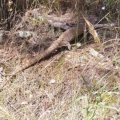 Varanus rosenbergi (Heath or Rosenberg's Monitor) at Hackett, ACT - 13 Dec 2021 by peterlaing1002