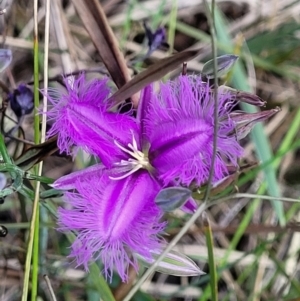 Thysanotus tuberosus subsp. tuberosus at Bruce, ACT - 16 Dec 2021