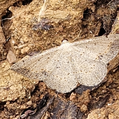 Taxeotis intextata (Looper Moth, Grey Taxeotis) at Mount Majura - 16 Dec 2021 by trevorpreston