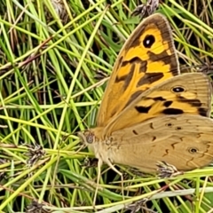 Heteronympha merope (Common Brown Butterfly) at Hackett, ACT - 17 Dec 2021 by trevorpreston