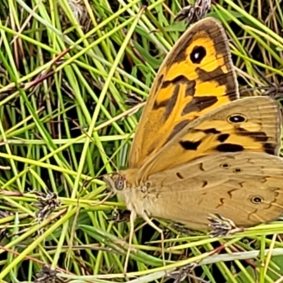 Heteronympha merope (Common Brown Butterfly) at Mount Majura - 16 Dec 2021 by trevorpreston