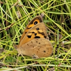 Heteronympha merope at Hackett, ACT - 17 Dec 2021 10:08 AM