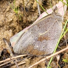 Heteronympha merope (Common Brown Butterfly) at Mount Majura - 16 Dec 2021 by tpreston