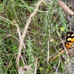 Heteronympha merope at Hackett, ACT - 17 Dec 2021