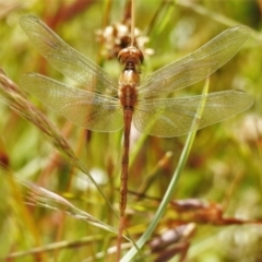 Diplacodes bipunctata (Wandering Percher) at Forde, ACT - 14 Dec 2021 by JohnBundock