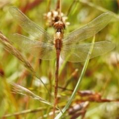 Diplacodes bipunctata (Wandering Percher) at Forde, ACT - 13 Dec 2021 by JohnBundock