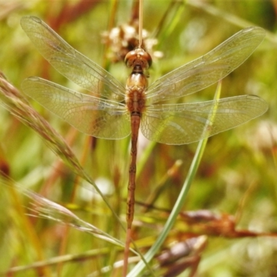 Diplacodes bipunctata (Wandering Percher) at Forde, ACT - 13 Dec 2021 by JohnBundock