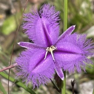 Thysanotus tuberosus at Aranda, ACT - 17 Dec 2021