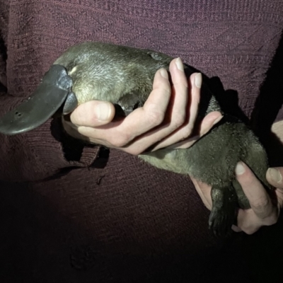 Ornithorhynchus anatinus (Platypus) at Berrima, NSW - 16 Dec 2021 by GlossyGal