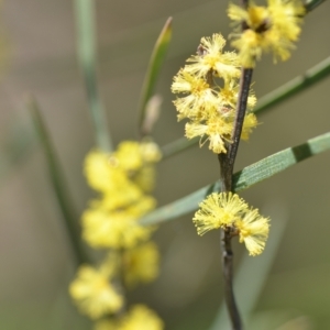 Acacia dawsonii at Wamboin, NSW - 25 Sep 2021 05:08 PM