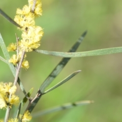 Acacia dawsonii at Wamboin, NSW - 25 Sep 2021