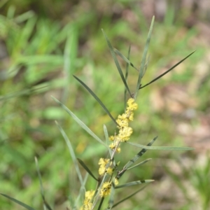 Acacia dawsonii at Wamboin, NSW - 25 Sep 2021 05:08 PM