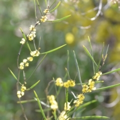 Acacia dawsonii at Wamboin, NSW - 25 Sep 2021