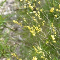 Acacia dawsonii at Wamboin, NSW - 25 Sep 2021