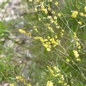 Acacia dawsonii at Wamboin, NSW - 25 Sep 2021 05:08 PM