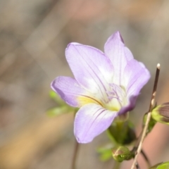 Freesia leichtlinii subsp. leichtlinii x Freesia leichtlinii subsp. alba (Freesia) at Wamboin, NSW - 25 Sep 2021 by natureguy