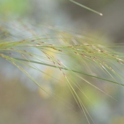 Austrostipa scabra (Corkscrew Grass, Slender Speargrass) at Wamboin, NSW - 2 Oct 2021 by natureguy