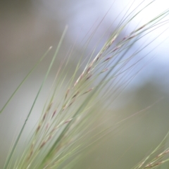 Austrostipa scabra at Wamboin, NSW - 2 Oct 2021