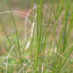 Austrostipa scabra at Wamboin, NSW - 2 Oct 2021