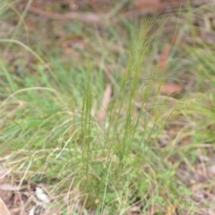 Austrostipa scabra at Wamboin, NSW - 2 Oct 2021 08:17 PM