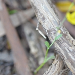 Brassica rapa at Wamboin, NSW - 11 Oct 2021