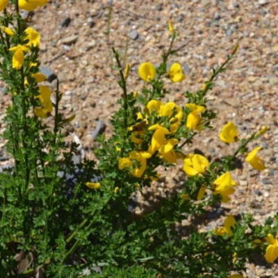 Cytisus scoparius subsp. scoparius (Scotch Broom, Broom, English Broom) at Wamboin, NSW - 16 Oct 2021 by natureguy