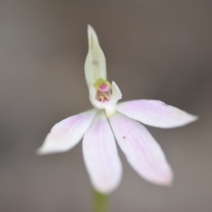 Caladenia carnea at Wamboin, NSW - suppressed