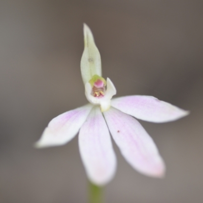 Caladenia carnea (Pink Fingers) at Wamboin, NSW - 22 Oct 2021 by natureguy