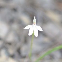 Caladenia carnea at Wamboin, NSW - suppressed