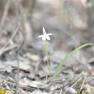 Caladenia carnea at Wamboin, NSW - suppressed