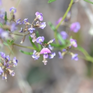 Glycine clandestina at Wamboin, NSW - 22 Oct 2021