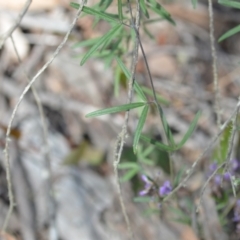 Glycine clandestina at Wamboin, NSW - 22 Oct 2021