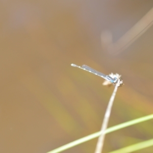 Austrolestes leda at Wamboin, NSW - 22 Oct 2021