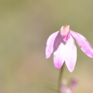 Caladenia carnea at Wamboin, NSW - suppressed