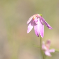 Caladenia carnea at Wamboin, NSW - 22 Oct 2021