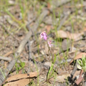 Caladenia carnea at Wamboin, NSW - suppressed