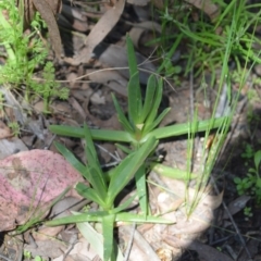 Carpobrotus aequilaterus (Angled Pigface) at Wamboin, NSW - 22 Oct 2021 by natureguy