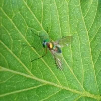 Dolichopodidae (family) (Unidentified Long-legged fly) at Corang, NSW - 22 Nov 2021 by LeonieWood