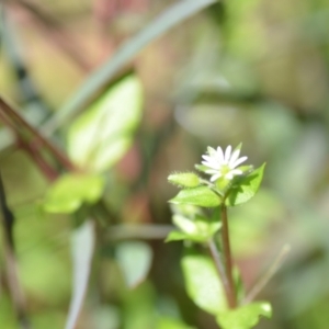 Stellaria media at Wamboin, NSW - 22 Oct 2021