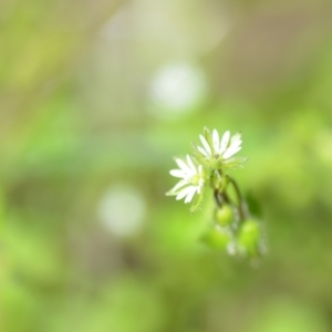 Stellaria media at Wamboin, NSW - 22 Oct 2021 01:53 PM