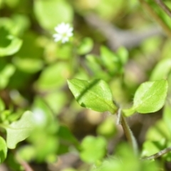 Stellaria media at Wamboin, NSW - 22 Oct 2021 01:53 PM