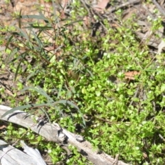 Stellaria media at Wamboin, NSW - 22 Oct 2021