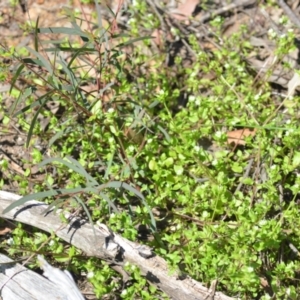 Stellaria media at Wamboin, NSW - 22 Oct 2021