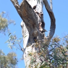 Chenonetta jubata (Australian Wood Duck) at Wamboin, NSW - 22 Oct 2021 by natureguy