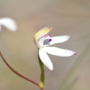 Caladenia moschata at Wamboin, NSW - suppressed