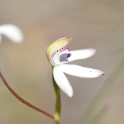 Caladenia moschata (Musky Caps) at Wamboin, NSW - 22 Oct 2021 by natureguy